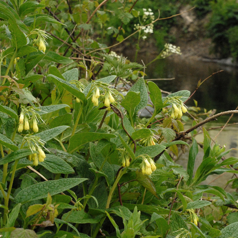 Symphytum tuberosum whole