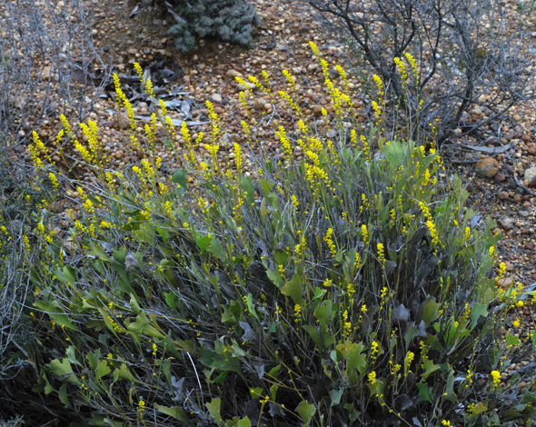 Synaphea flabelliformis