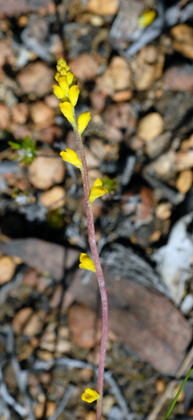 Synaphea petiolaris close
