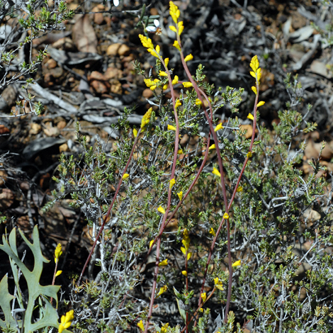 Synaphea petiolaris whole