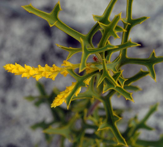 Synaphea spinulosa