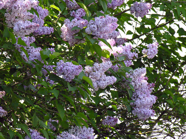 Syringa vulgaris