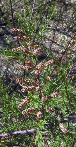 Tamarix gallica buds