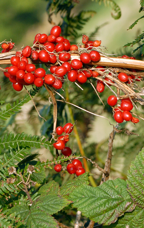 Tamus communis fruit