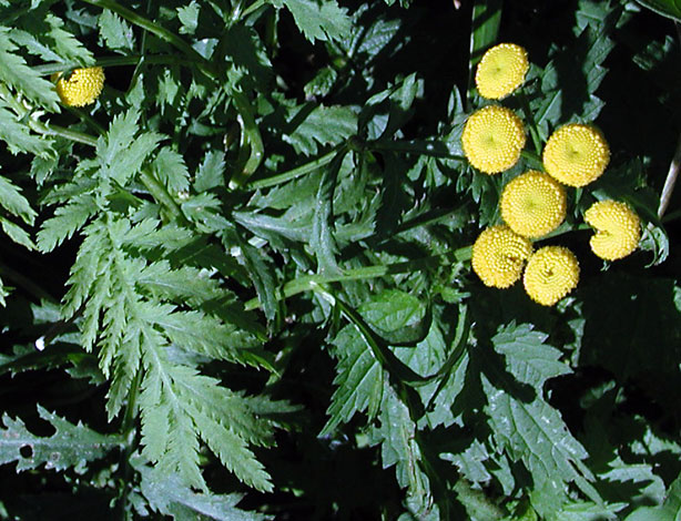 Tanacetum vulgare