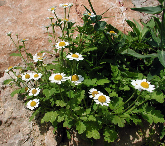 tanacetum parthenium