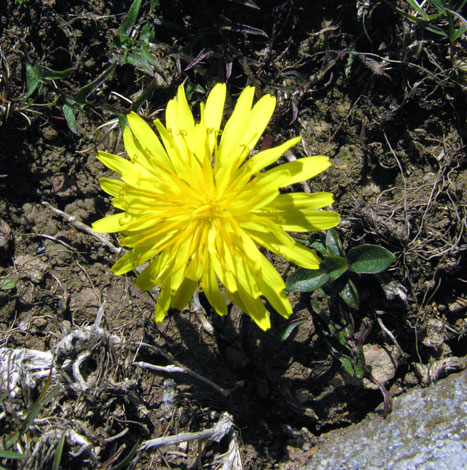 Taraxacum lacistophyllum