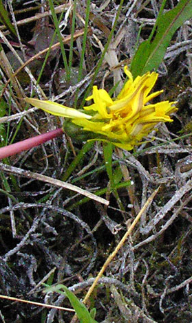 Taraxacum palustre flower