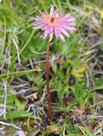 Taraxacum phorphyranthum close