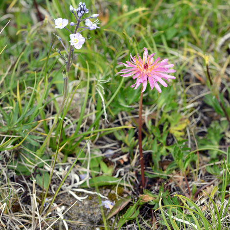 Taraxacum phorphyranthum whole