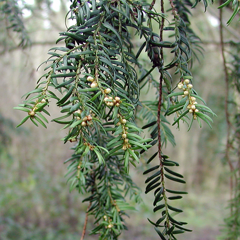 taxus baccata whole