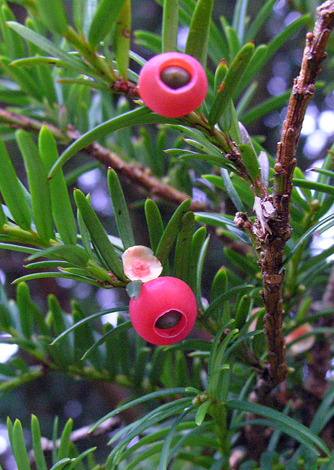 taxus baccata fruit