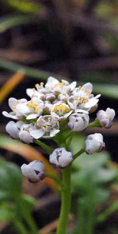 Teesdalia nudicaulis close