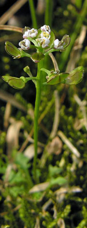 Teesdalia nudicaulis fruit