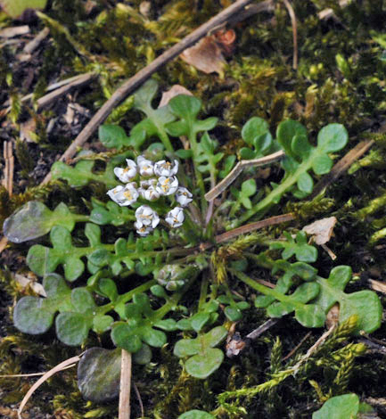 Teesdalia nudicaulis whole