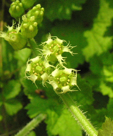 Tellima grandiflora close