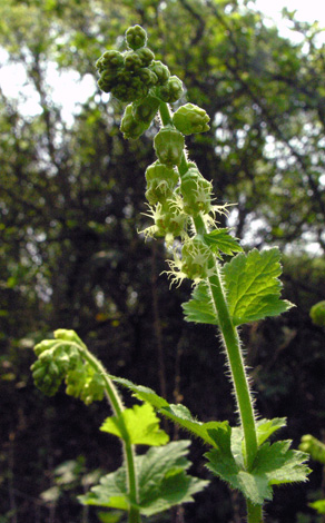 Tellima grandiflora whole