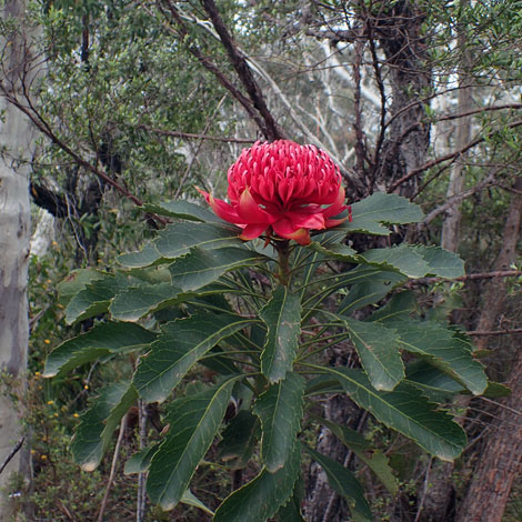 Telopea speciosissima close