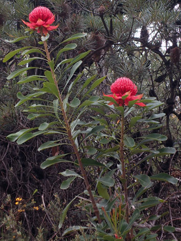 Telopea speciosissima whole