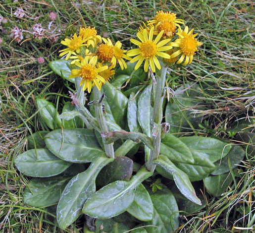 Tephroseris integrifolia ssp maritima