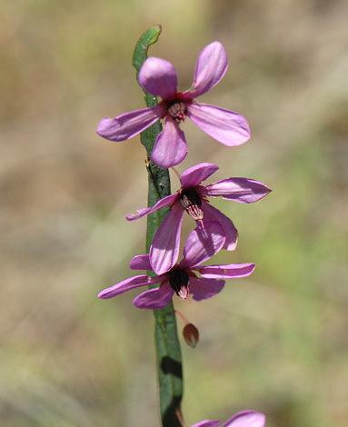 Tetratheca affinis close