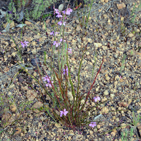 Tetratheca affinis whole