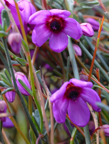 Tetratheca efoliata close