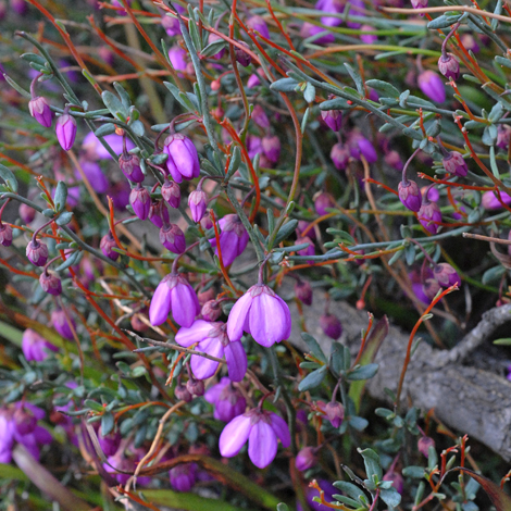 Tetratheca efoliata whole