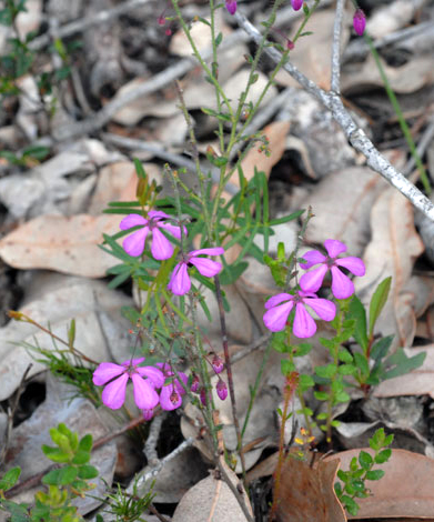 Tetratheca hirsuta whole