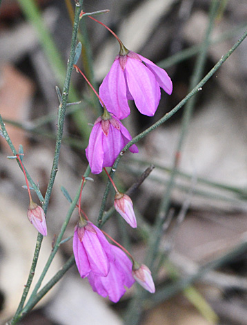 Tetratheca virgata close