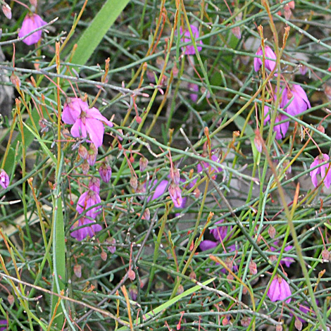 Tetratheca virgata whole