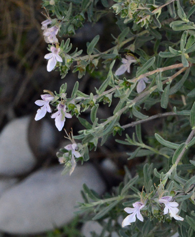 Teucrium brevifolium close