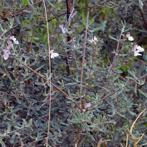 Teucrium brevifolium whole