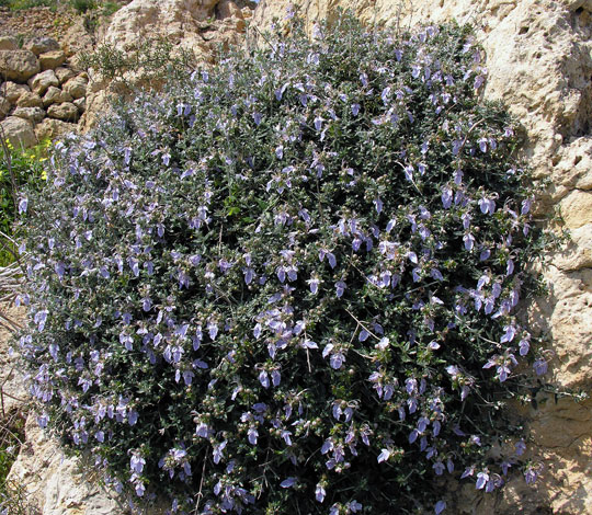 Teucrium fruticans