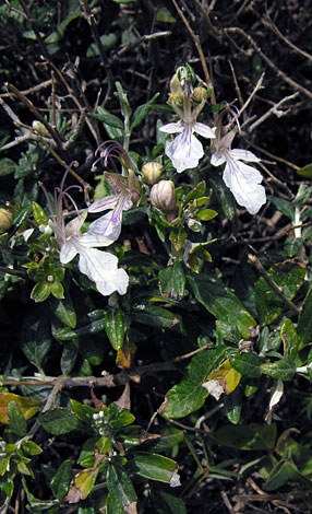 Teucrium fruticans flowers
