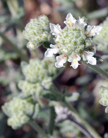 Teucrium polium close