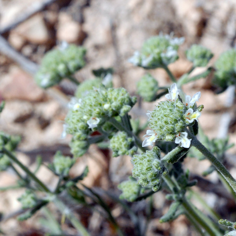 Teucrium polium whole