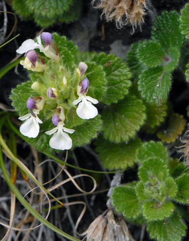 Teucrium pyrenaicum close