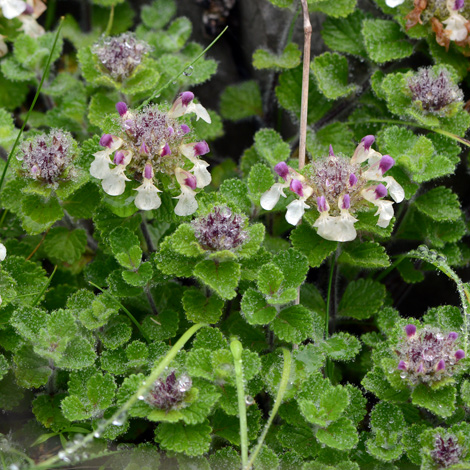 Teucrium pyrenaicum whole