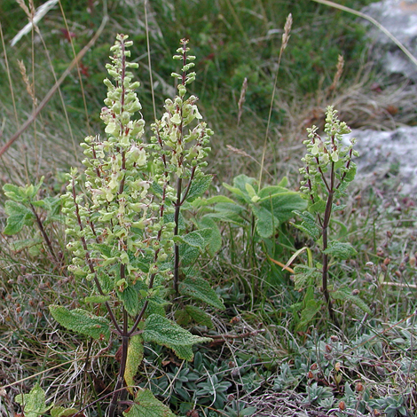 Teucrium scorodonia whole