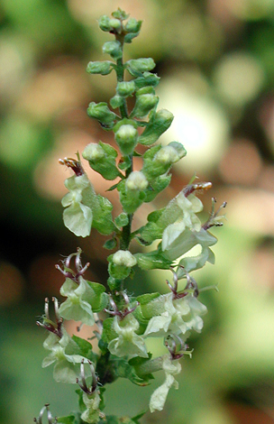 Teucrium scorodonia close
