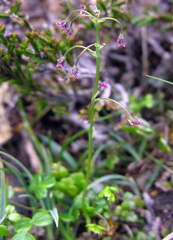 Thalictrum alpinum whole