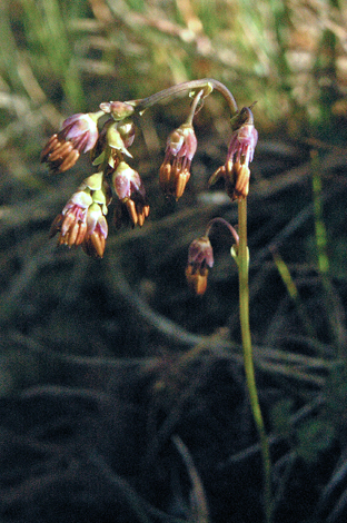 Thalictrum alpinum close