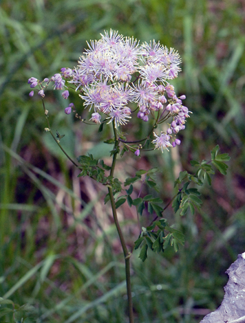 Thalictrum aquilegiifolium close
