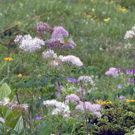Thalictrum aquilegiifolium whole