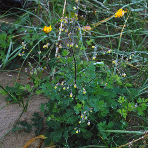Thalictrum minus whole