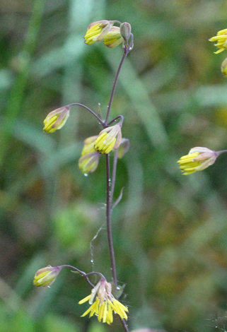 Thalictrum minus close