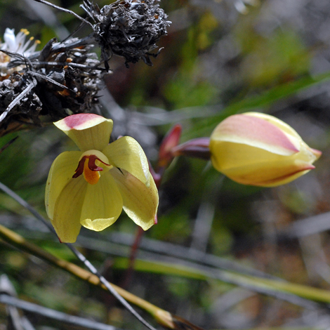 Thelymitra antennifera close