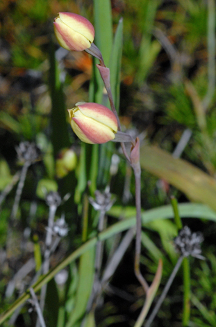 Thelymitra antennifera whole