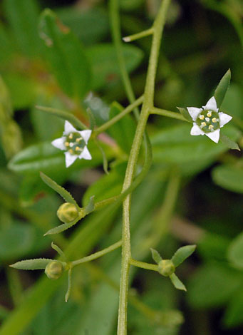 British Wild Plant Thesium Humifusum Bastard Toadflax